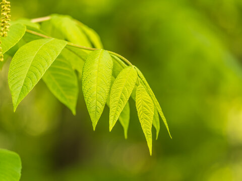 Bright green Leaves of the Amur velvet, or Amur cork tree, lat. Phellodendron amurense