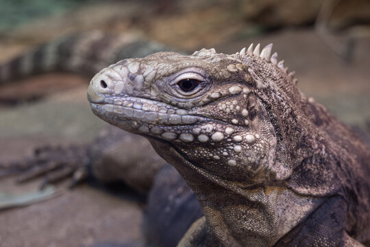 Close up side profile of iguana with textured scales