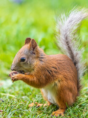 Obraz premium Squirrel eats a nut while sitting in green grass. Eurasian red squirrel, Sciurus vulgaris