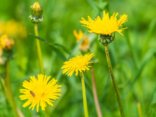 Field of yellow dandelions. Taraxacum officinale, the common dandelion