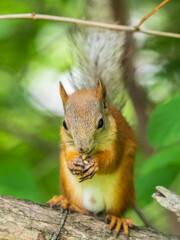 The squirrel with nut sits on a branches in the spring or summer.