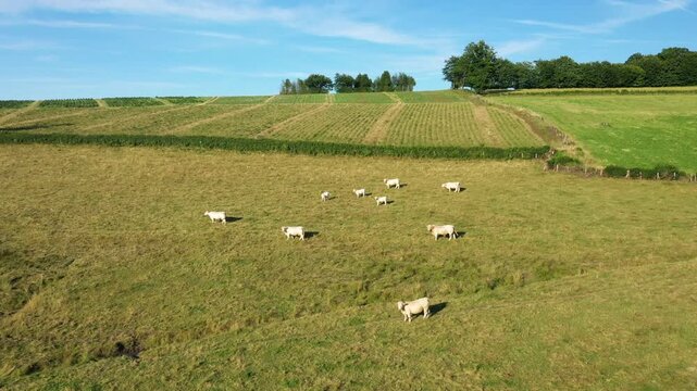 Aerial view of white cows grazing in a green pasture in the Morvan region under a blue sky. Rolling hills and farmland create a tranquil rural landscape.