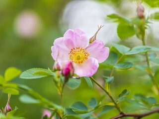Obraz premium Blooming rosehip flower, beautiful pink flower on a bush branch. Beautiful natural background of blooming greenery.