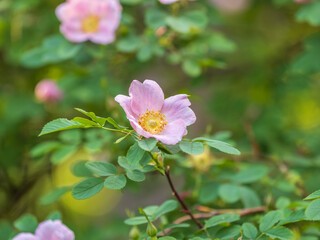 Blooming rosehip flower, beautiful pink flower on a bush branch. Beautiful natural background of blooming greenery.