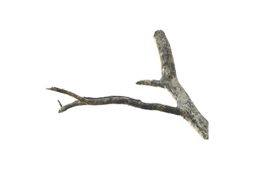 Fototapeta premium Natural branch, single branch, tree branch