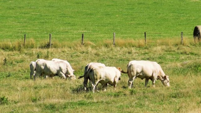 A group of white Charolais cows grazing on a green pasture in Morvan, France, with a rural fence in the background. Peaceful agricultural landscape under natural daylight.
