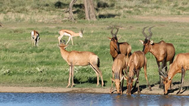 A group of red hartebeest antelopes (Alcelaphus buselaphus) drinking at a waterhole, Kalahari desert, South Africa