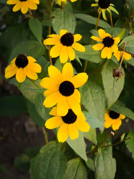 Golden yellow Black-eyed Susan flowers (Rudbeckia fulgida) with dark centers and green foliage, close-up. Vibrant perennial summer bloom in a garden or meadow setting.
