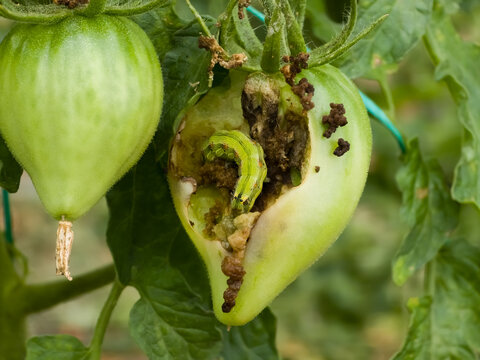 Helicoverpa armigera caterpillar feeding on a green tomato fruit, showcasing pest damage to a plant. Selective focus highlights the insect in its natural habitat.
