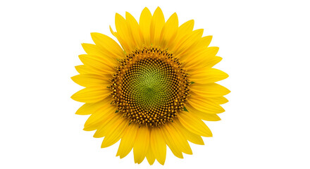 Fototapeta premium Vibrant Yellow Sunflower on White Background