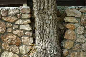 tree growing between the rocks fence