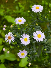 Obraz premium Cluster of Aster novi-belgii (New York aster) flowers in full bloom. The purple-white petals and yellow centers stand out against a soft-focus green background.