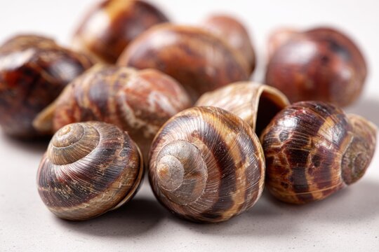 A collection of empty edible snail shells arranged on a white surface. These brown spiral shells are ready for preparation in French cuisine dishes.