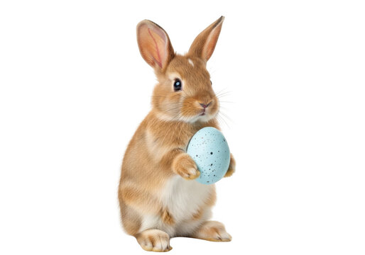 A cute brown bunny holding a blue easter egg against a white background.