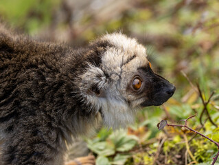 Fototapeta premium lémur à front blanc