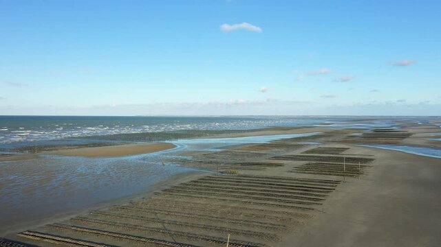 Wide view of an oyster farm on the sandy coast of Utah Beach, Normandy, France, under a clear blue sky at low tide.