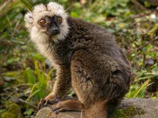 Fototapeta premium lémur à front blanc