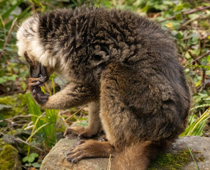 Fototapeta premium lémur à front blanc
