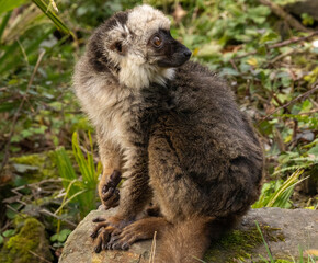 Fototapeta premium lémur à front blanc