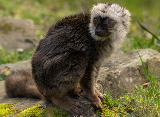 Fototapeta premium lémur à front blanc