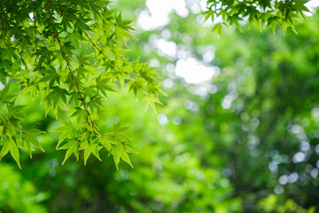 新緑に輝く青もみじと木漏れ日のボケ：初夏の清々しい自然背景