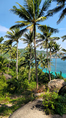 Obraz premium Palm trees overseeing tropical ocean views on the south coast of Ko Tao Island, Surat Thani, Thailand, Southeast Asia.