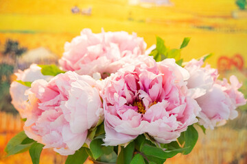 Fototapeta premium Pink Peony Bouquet Close-Up with Yellow Background