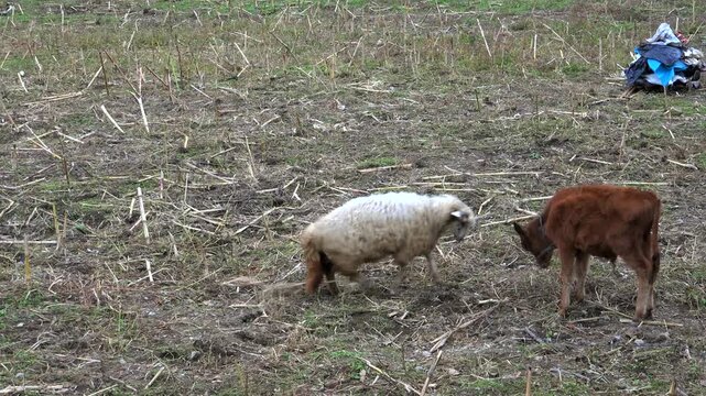 Cow calf and sheep ram headbutting in rural field, aggressive livestock conflict scene. Young bovine spars a woolly male on pasture stubble, tense faceoff across countryside terrain.