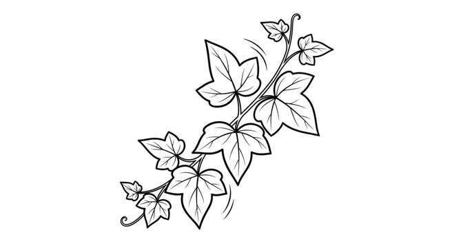 Black and White Ivy Branch Illustration, Hand-Drawn Botanical Art, Decorative Vine Element