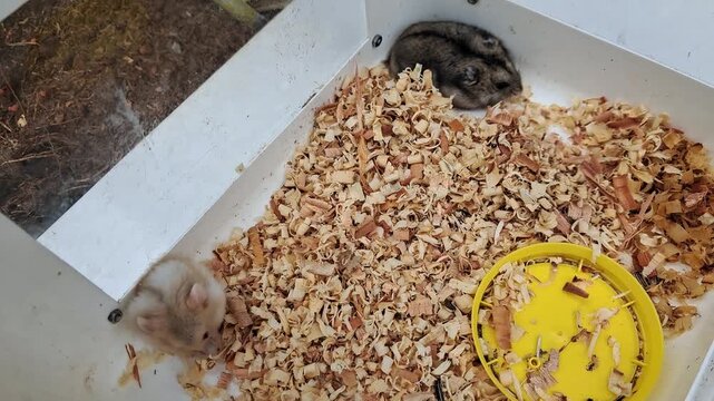 Two cute hamsters playing and eating in cage adorable pet rodents activity.