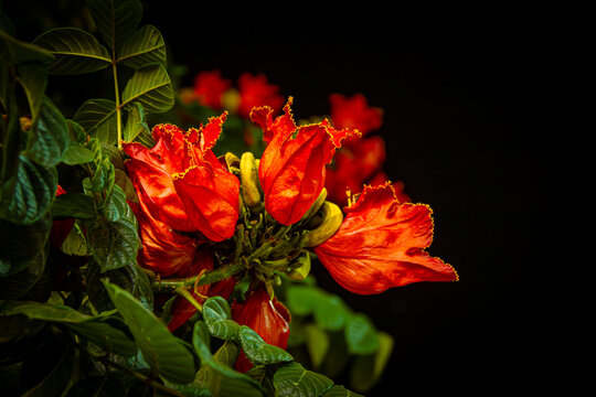 Vibrant red tropical flame flower blossom against dark moody black background, dramatic cinematic botanical concept with copy space