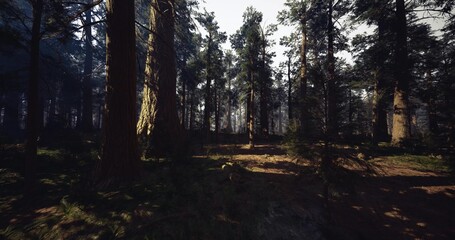 Fototapeta premium sunlit pine forest with long shadows and misty undergrowth, golden rays filtering through tall trunks, mossy floor dotted with ferns, cool atmosphere conveying