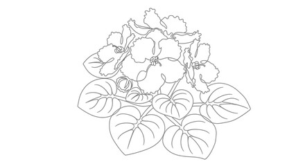 African Violet Flower Outline Drawing, Delicate Petals and Leaves, Botanical Line Art