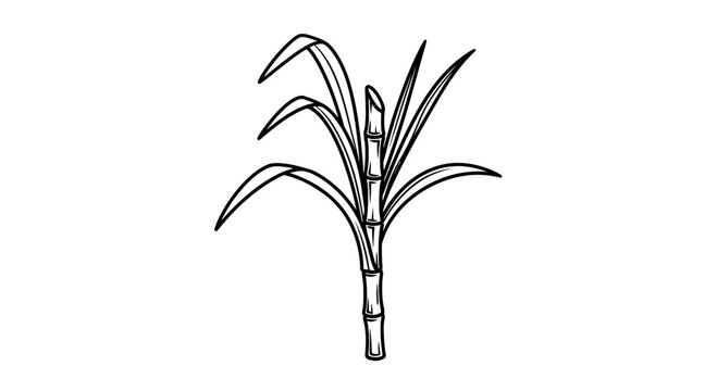 Sugarcane plant illustration, line art drawing, tropical agriculture, natural sweetener ingredient