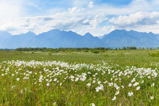 Scenic landscape of field of blooming wild anemones in foothill valley on sunny June day. Natural summer background. Siberia, Eastern Sayan Mountains, Tunka Nature Park, Arshan
