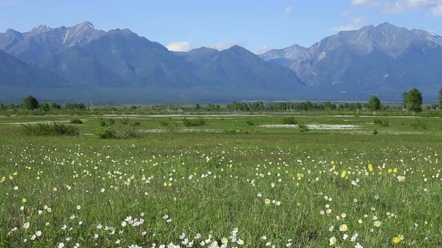 Video of wind swaying field poppies and anemones in foothill valley on sunny spring day. Beautiful landscape. Natural backdrop. Siberia, Eastern Sayan Mountains, Tunka Natural Park, Arshan