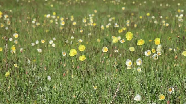 Video of wild yellow and white poppies swaying in a gentle breeze in green meadow on a warm spring day. Floral natural background. Closw-up, top view