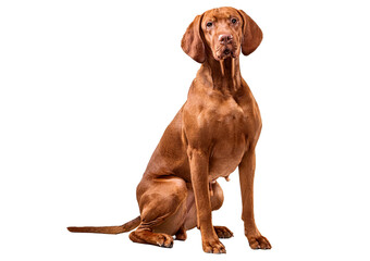 Attentive brown Vizsla isolated on a transparent or white background