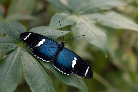 Heliconius sara, the Sara Longwing