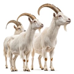 Obraz premium White Goat Portrait Set for Agriculture, Dairy, and Animal Husbandry Branding