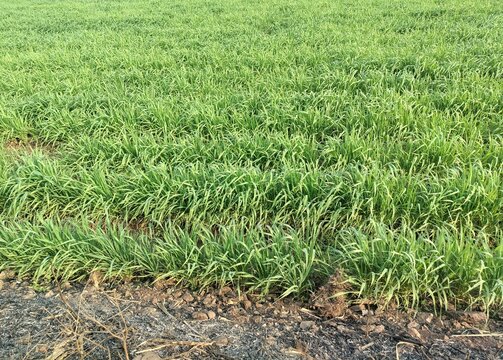 A lush green agricultural field, young wheat crop. traditional indian farming methods in rural Asia.