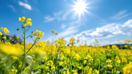 Obraz premium Bright Sunny Day in a Vibrant Yellow Flower Field Under a Clear Blue Sky with Fluffy Clouds