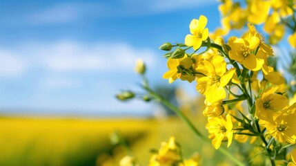 Fototapeta premium Vibrant Yellow Flowers Under Bright Blue Sky in Summer Field Capturing the Beauty of Nature's Floral Splendor