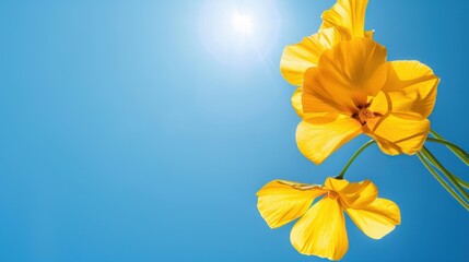 Bright Yellow Flowers Against a Clear Blue Sky with Sunlight Illuminating the Scene and Creating a Cheerful Atmosphere