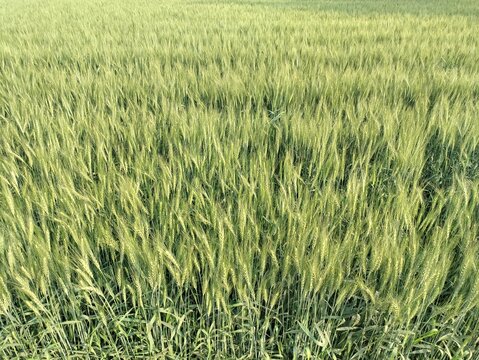 A healthy, growing agricultural wheat crop before it turns golden brown for harvest. 