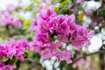 Naklejka premium Vibrant Bougainvillea Flowers in Full Bloom in a Garden Setting