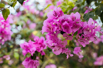 Naklejka premium Vibrant Bougainvillea Blooms in a Lush Garden Setting