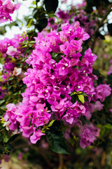 Vibrant Bougainvillea Blooming in Lush Garden Setting with Greenery