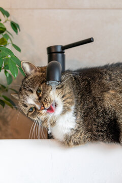 A cat sits by the sink and drinks water from the faucet.