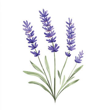 Watercolor Lavender Sprigs with Delicate Purple Blossoms and Green Leaves (1)
